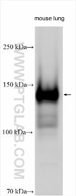 EVC2 Antibody in Western Blot (WB)