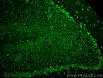 SKOR2 Antibody in Immunohistochemistry (PFA fixed) (IHC (PFA))