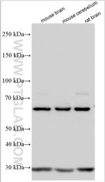 SKOR2 Antibody in Western Blot (WB)