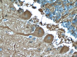 GJC2 Antibody in Immunohistochemistry (Paraffin) (IHC (P))