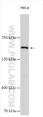 ZNFX1 Antibody in Western Blot (WB)