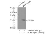 PKA C-alpha Antibody in Immunoprecipitation (IP)
