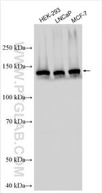 DSPP Antibody in Western Blot (WB)