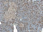 S3-12 Antibody in Immunohistochemistry (Paraffin) (IHC (P))