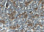 S3-12 Antibody in Immunohistochemistry (Paraffin) (IHC (P))