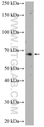 NR4A3 Antibody in Western Blot (WB)