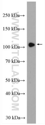 HIPK2 Antibody in Western Blot (WB)
