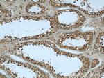 KHSRP Antibody in Immunohistochemistry (Paraffin) (IHC (P))