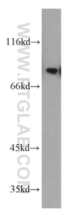 KHSRP Antibody in Western Blot (WB)