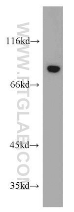 KHSRP Antibody in Western Blot (WB)