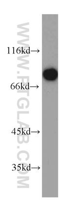 KHSRP Antibody in Western Blot (WB)