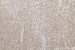 ND5 Antibody in Immunohistochemistry (Paraffin) (IHC (P))