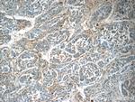 TMEM181 Antibody in Immunohistochemistry (Paraffin) (IHC (P))