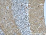 CASPR Antibody in Immunohistochemistry (Paraffin) (IHC (P))