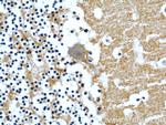 CASPR Antibody in Immunohistochemistry (Paraffin) (IHC (P))