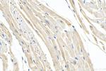ZFYVE26 Antibody in Immunohistochemistry (Paraffin) (IHC (P))
