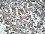 BMP6 Antibody in Immunohistochemistry (Paraffin) (IHC (P))