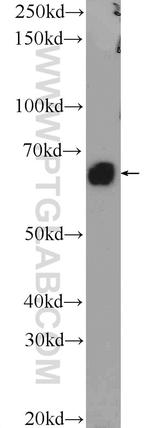 BMP6 Antibody in Western Blot (WB)