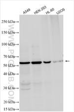 BMP6 Antibody in Western Blot (WB)