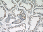 TSN Antibody in Immunohistochemistry (Paraffin) (IHC (P))