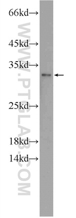TSN Antibody in Western Blot (WB)
