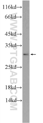 TSN Antibody in Western Blot (WB)