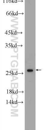 TSN Antibody in Western Blot (WB)