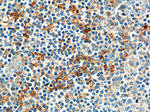 CD169 Antibody in Immunohistochemistry (Paraffin) (IHC (P))