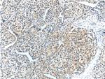 CYP3A7 Antibody in Immunohistochemistry (Paraffin) (IHC (P))