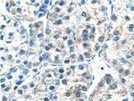CYP3A7 Antibody in Immunohistochemistry (Paraffin) (IHC (P))