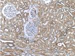 WTX Antibody in Immunohistochemistry (Paraffin) (IHC (P))