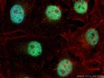 EHMT1 Antibody in Immunocytochemistry (ICC/IF)