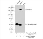 EHMT1 Antibody in Immunoprecipitation (IP)