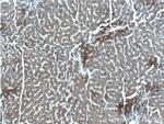 EXOC6B Antibody in Immunohistochemistry (Paraffin) (IHC (P))