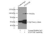 EXOC6B Antibody in Immunoprecipitation (IP)