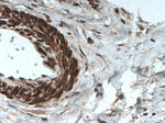 TPM2 Antibody in Immunohistochemistry (Paraffin) (IHC (P))