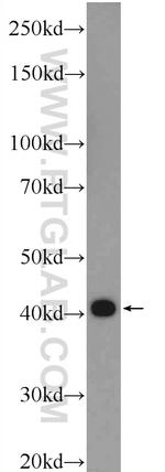 TPM3 Antibody in Western Blot (WB)
