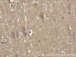 AHSA2 Antibody in Immunohistochemistry (Paraffin) (IHC (P))