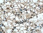 NOV Antibody in Immunohistochemistry (Paraffin) (IHC (P))