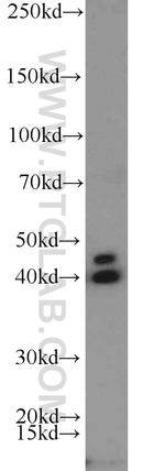 NOV Antibody in Western Blot (WB)