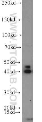 NOV Antibody in Western Blot (WB)