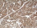 Cyp2c7 Antibody in Immunohistochemistry (Paraffin) (IHC (P))