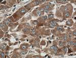 Cyp2c7 Antibody in Immunohistochemistry (Paraffin) (IHC (P))