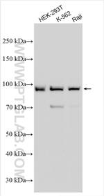GSG2 Antibody in Western Blot (WB)