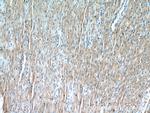 TRIM63 Antibody in Immunohistochemistry (Paraffin) (IHC (P))