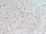 TRIM63 Antibody in Immunohistochemistry (Paraffin) (IHC (P))
