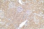 Phospholipase C epsilon 1 Antibody in Immunohistochemistry (Paraffin) (IHC (P))