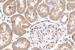 Phospholipase C epsilon 1 Antibody in Immunohistochemistry (Paraffin) (IHC (P))