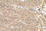 Phospholipase C epsilon 1 Antibody in Immunohistochemistry (Paraffin) (IHC (P))