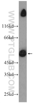 MURC Antibody in Western Blot (WB)